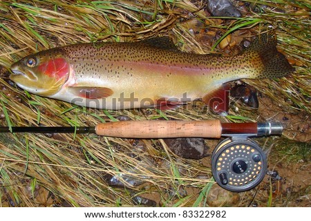 Arkansas Trout Fishing