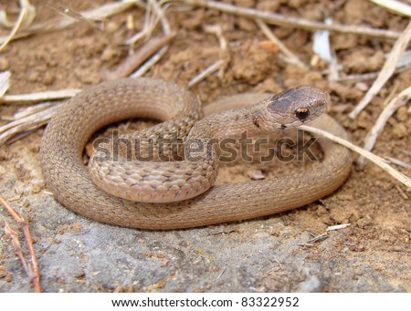 Texas Brown Snake, Storeria dekayi texana