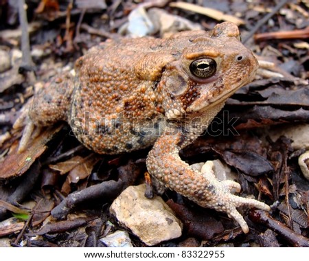 American Toad, Anaxyrus (Bufo) americanus