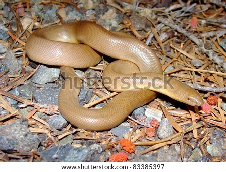 Rubber Boa (Snake), Charina Bottae Stock Photo 83385397