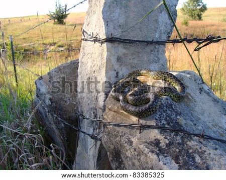 Speckled Kingsnake, Lampropeltis getula holbrooki, on a stone post fence in the prairies of Kansas, USA