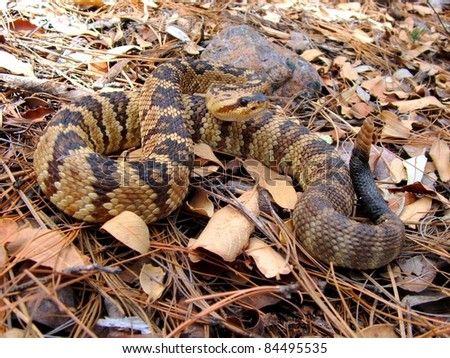 Blacktailed Rattlesnake, Crotalus molossus, flicking tongue