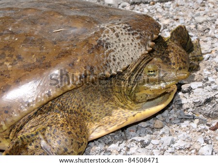Large female Spiny Softshell Turtle, Apalone spinifera, laying eggs