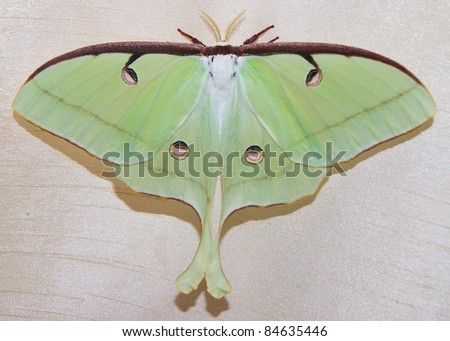 Luna Moth, Actias luna, female attracted to lights and white cloth