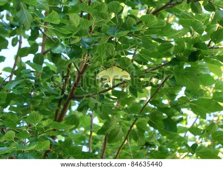 Luna Moth, Actias luna, in a wild cherry tree using camouflage to hide from predators