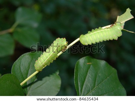 Bright green caterpillars of the Luna Moth, Actias luna