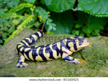 Barred Tiger Salamander, Ambystoma mavortium, very large bright yellow and black salamander of North America