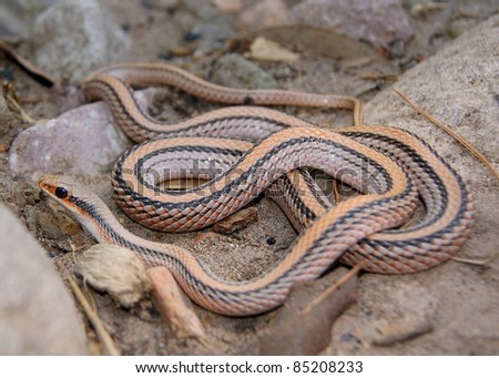 worm snake a large eastern garter snake western coachwh
