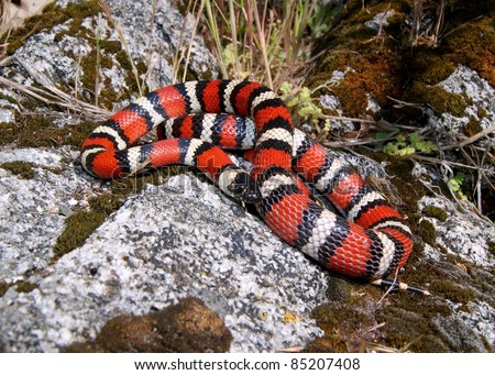California Mountain Snake