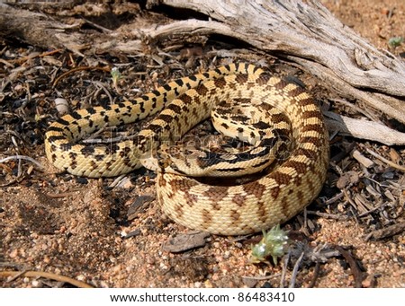Great Basin Gopher Snake, Pituophis catenifer deserticola
