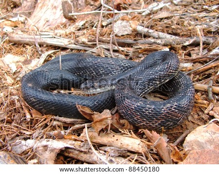 Coiled snake ready to bite - Black Rat Snake, Pantherophis obsoleta