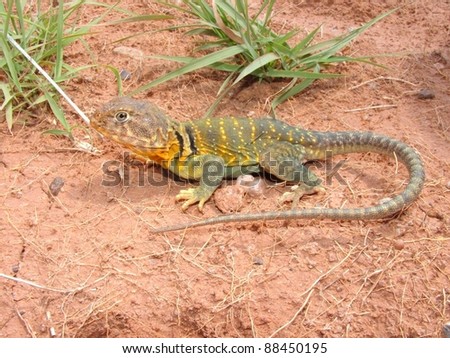 Bright yellow and green lizard basking in the sun - Eastern Collared Lizard, Crotaphytus collaris