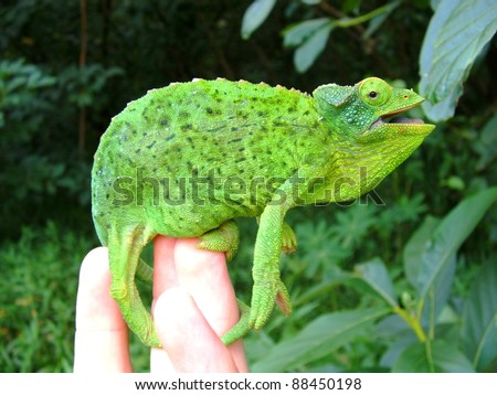 Beautiful bright green Jackson\'s Chameleon lizard, Chamaeleo jacksonii, gaping mouth open defensively on a man\'s hand