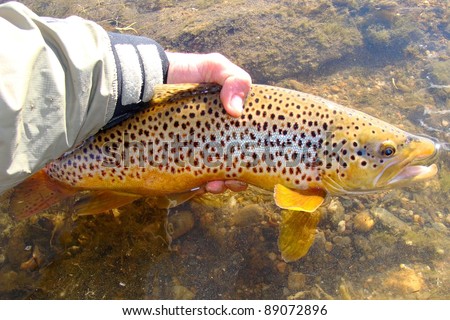 Man releasing a fish - Brown Trout caught fly fishing