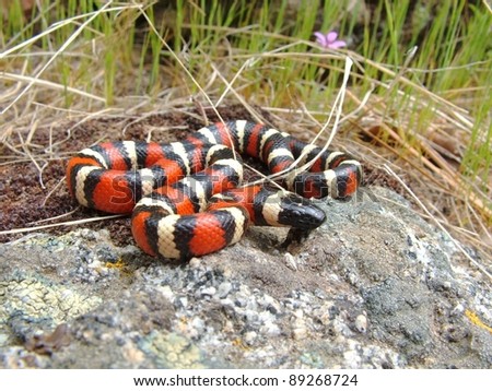 Red, black and white snake - California Mountain Kingsnake, Lampropeltis zonata multicincta