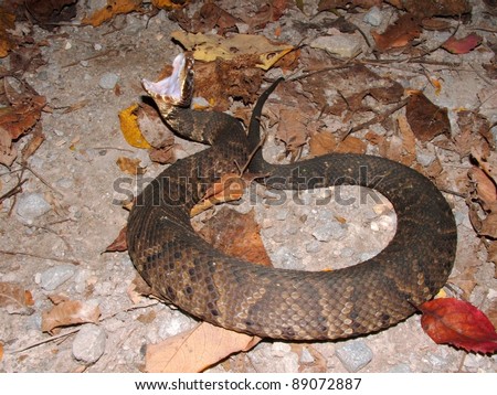 stock photo : Poisonous snake striking - Cottonmouth or