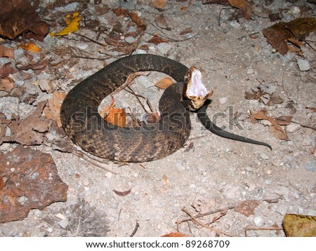 Venomous snake gaping - Cottomouth, Agkistrodon piscivorus