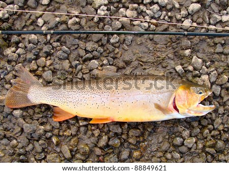 Cutthroat trout caught fly fishing next to fly rod