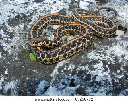 thamnophis radix radix