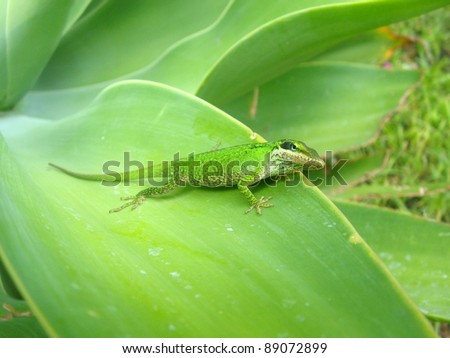 Colour Changing Chameleon