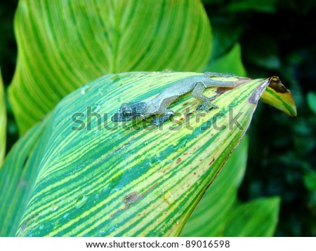 Lizard shedding skin - House Gecko, Hemidactylus frenatus, on tropical plant leaf in Hawaii