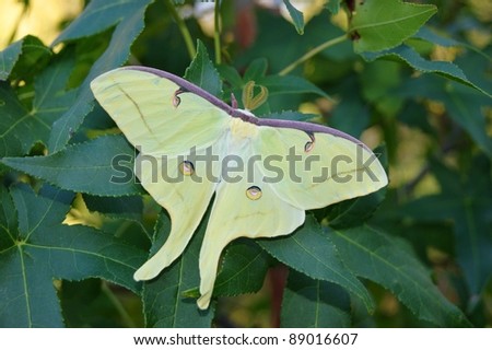 Luna Moth, Actias luna - (a lime green butterfly)