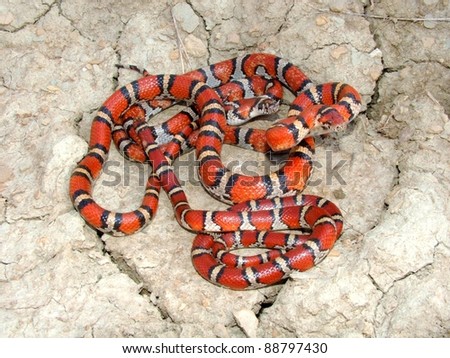 ... Coral Snake mimics - Red Milk Snakes, Lampropeltis 