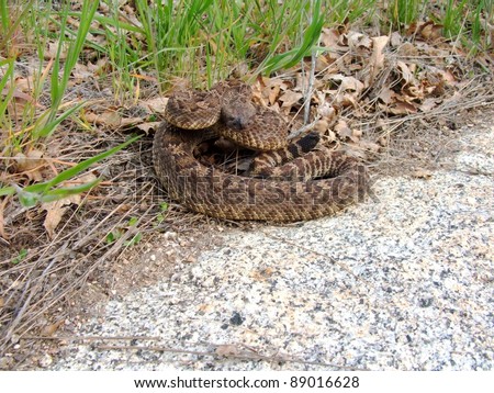 Coiled Snake Strike