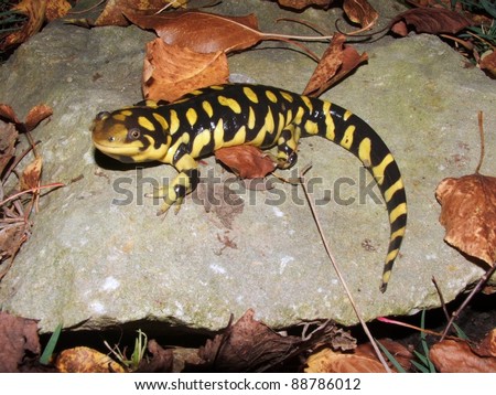 Barred Tiger Salamander, Ambystoma mavortium, giant bright yellow and black salamander of North America
