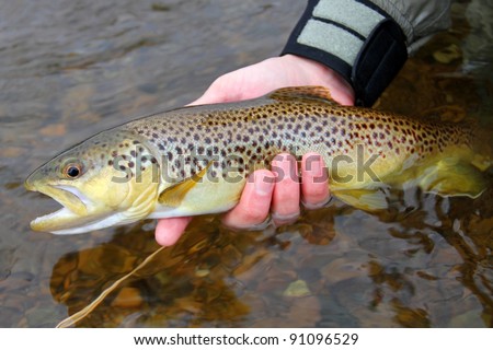 A colorful Brown Trout, being released into a river by a fly fisherman