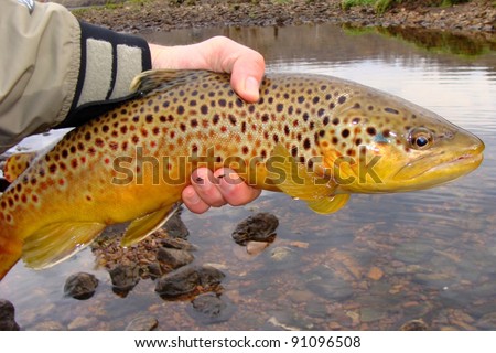 A big fish, Brown Trout, caught fly fishing and about to be released into the river
