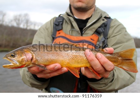 A cutthroat trout (fish) caught fly fishing