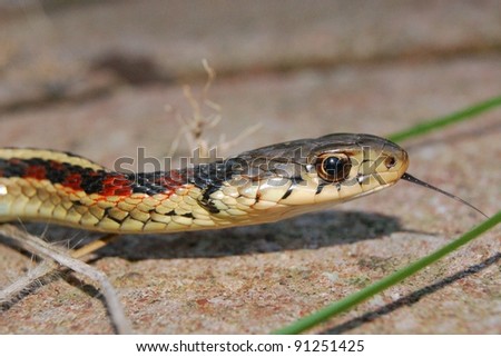 Head, face, and tongue of a Red-sided Garder Snake, Thamnophis sirtalis parietalis