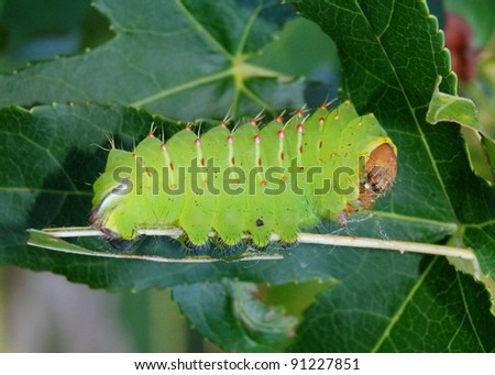 Caterpillar of a giant silk moth (Polyphemus) nearly identical to a Luna Moth caterpillar, eating leaves of a tree