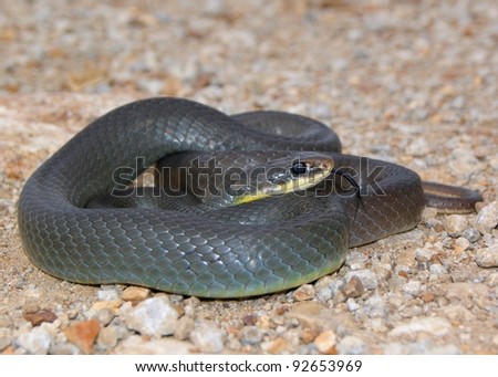 A mean looking snake similar to a black mamba - Eastern Yellow-bellied Racer, Coluber constrictor flaviventris