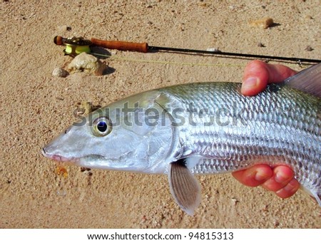 Fly fishing in saltwater flats of Mexico - Strong fighting fish, the bonefish with a fly in its mouth and fly rod pole in background