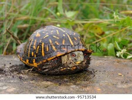 Shy Turtle