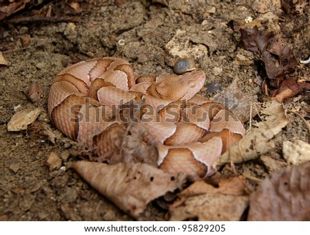 Dangerous animals - a pit viper coiled in wait - Agkistrodon contortrix phaeogaster