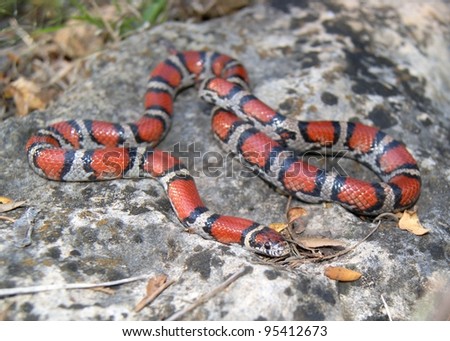 Snake Reproductive Organ