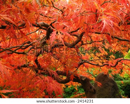 japanese maple leaves. red japanese maple leaves.