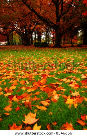 Fallen leaves on a college campus