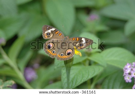 buckeye butterfly on flower