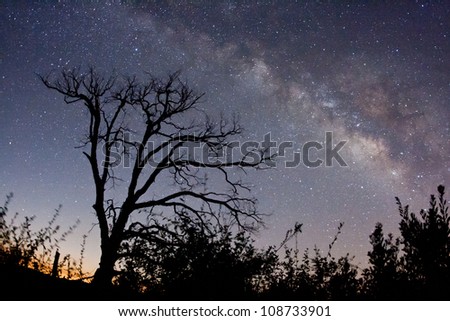 The Milky Way and fire-damaged trees. Paso Picacho Campground at Cuyamaca Rancho State Park in San Diego County, California USA