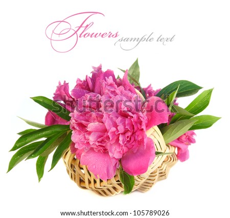 Romantic bouquet. Delicate pink peonies isolated on white background