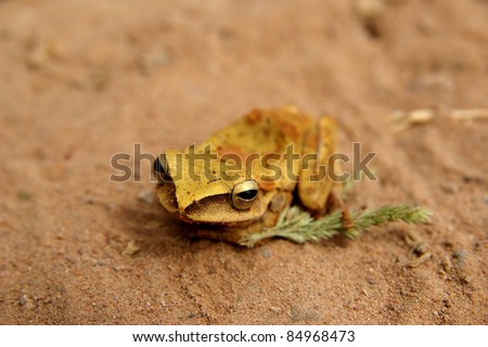 Detail of a golden frog sitting on the  soil
