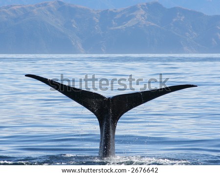 Sperm Whale, New Zealand