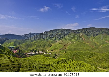 View of tea plant at highland area.