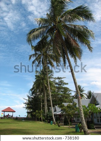 Coconut tree beach