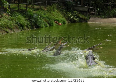 Fighting Crocodile