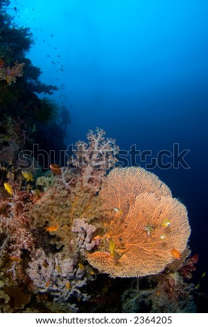 Colourful coral-fan with soft coral and school of fishes. Philippines